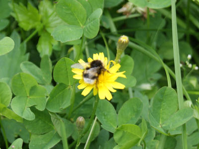 Sample Image 2